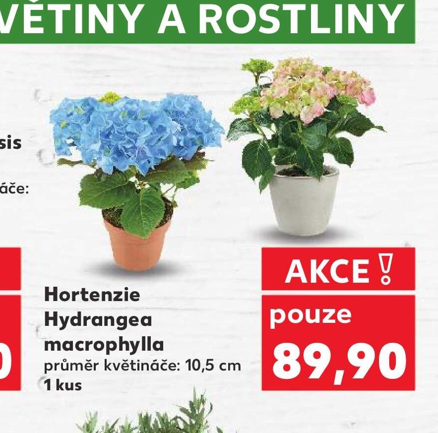 Hortenzie Hydrangea macrophylla