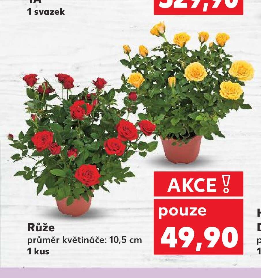 Růže