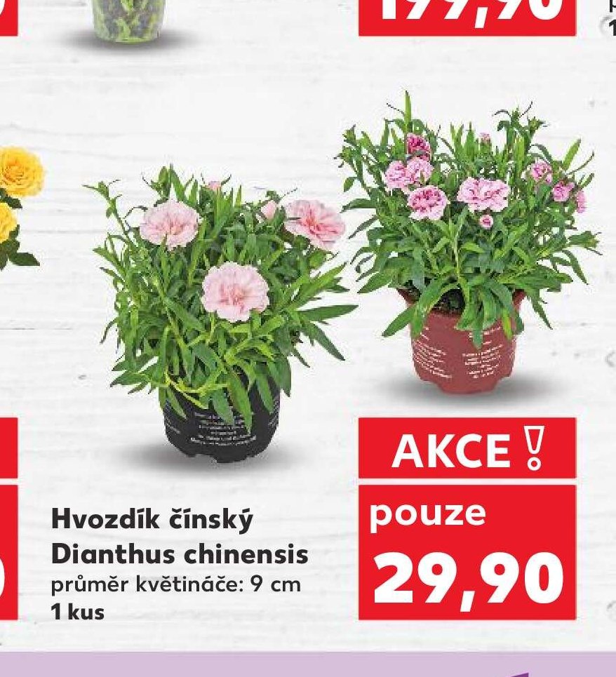 Hvozdík čínský Dianthus chinensis