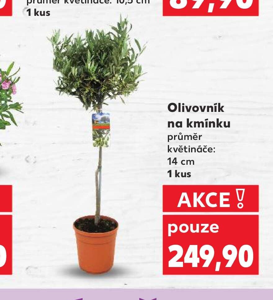 Olivovník na kmínku