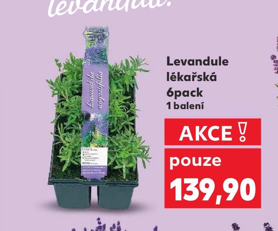 Levandule lékařská 6pack