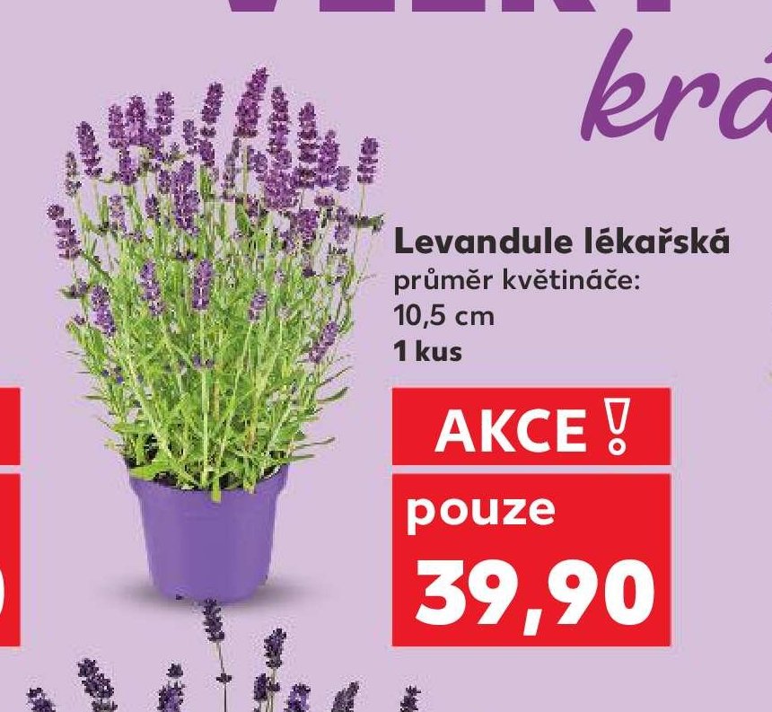 Levandule lékařská