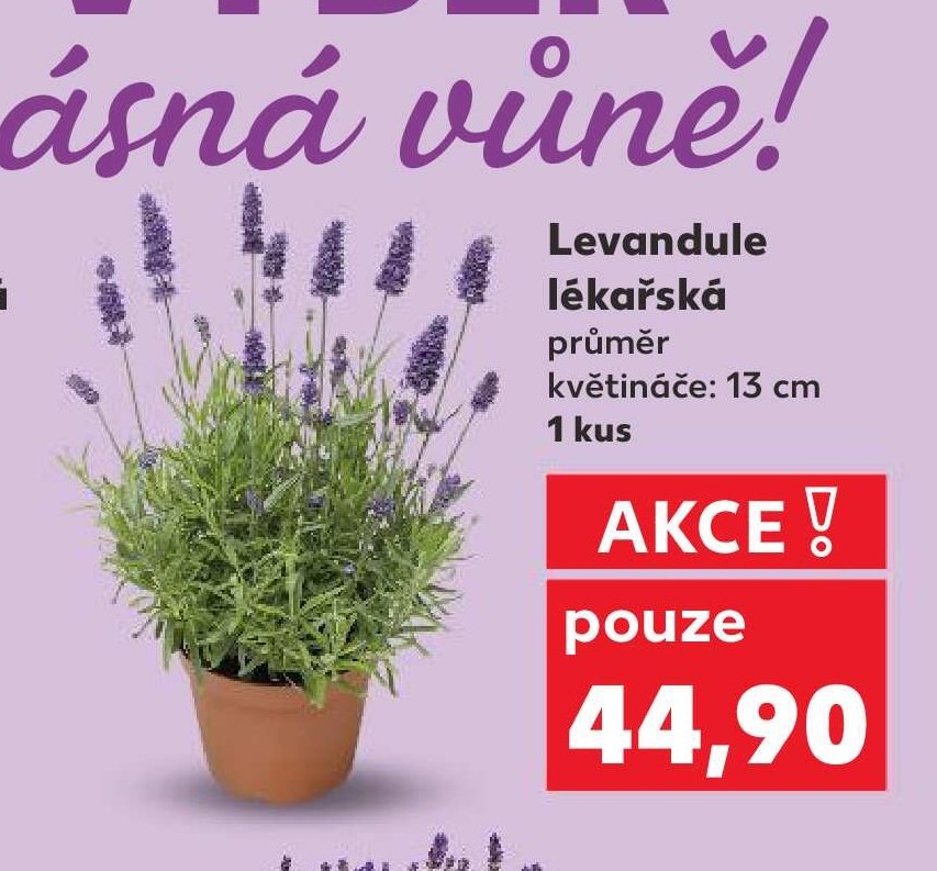 Levandule lékařská