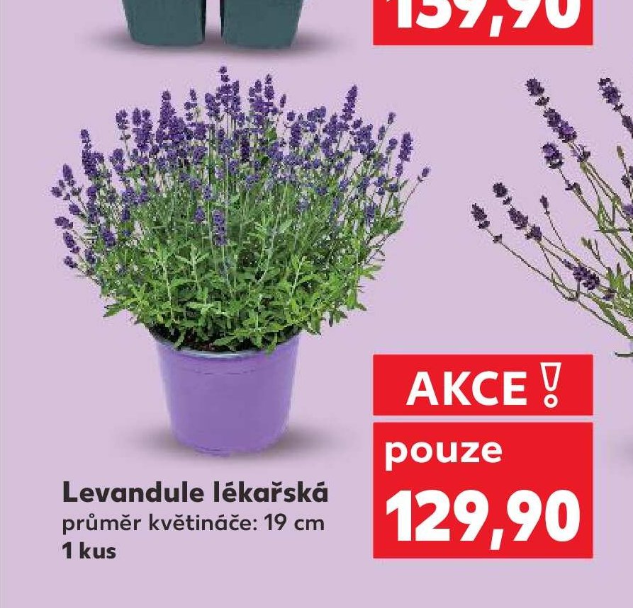 Levandule lékařská