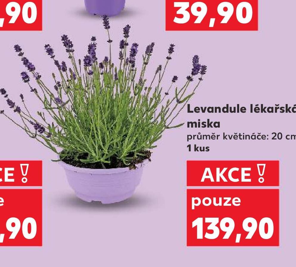Levandule lékařská miska