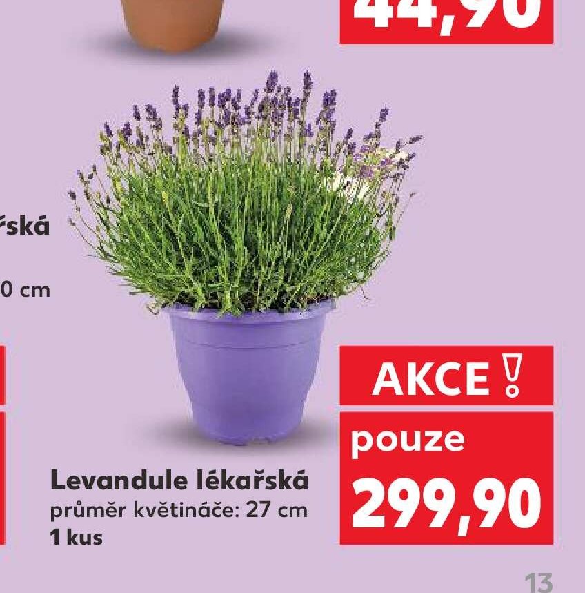 Levandule lékařská