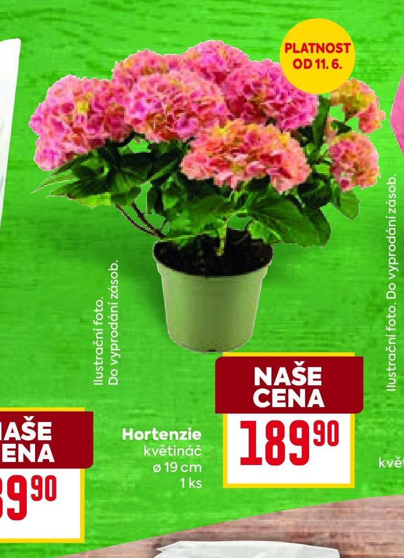Hortenzie