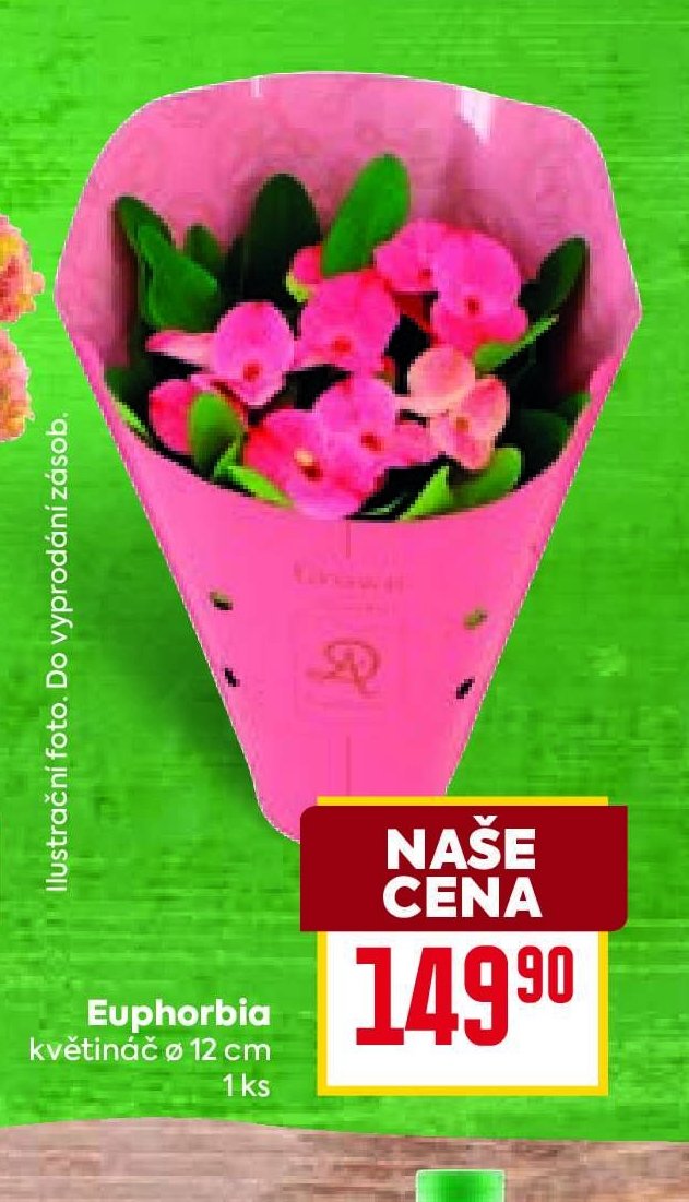 Euphorbia