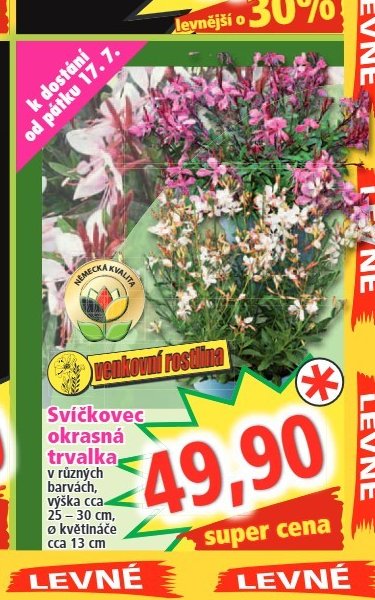 Svíčkovec okrasná trvalka