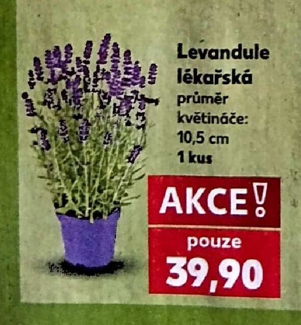 Levandule lékařská 10,5 cm 1 kus