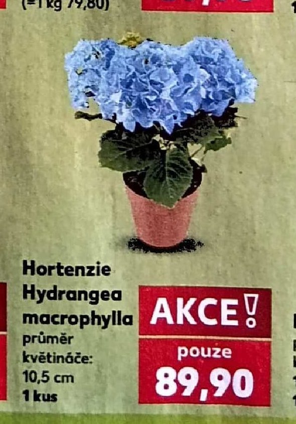 Hortenzie Hydrangea macrophylla 10,5 cm 1 kus