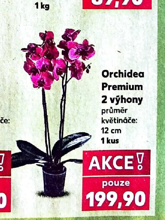Orchidea Premium