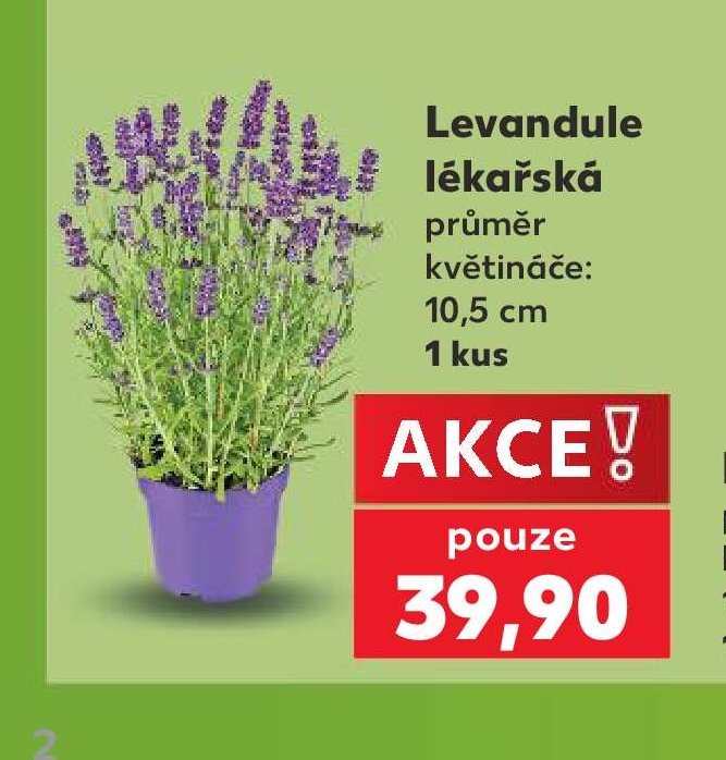 Levandule lékařská 10,5 cm 1 kus