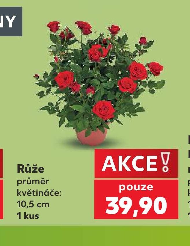 Růže 10,5 cm 1 kus