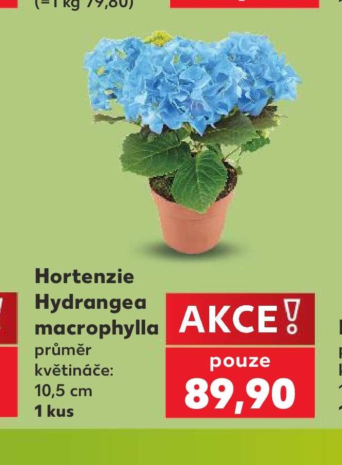 Hortenzie Hydrangea macrophylla 10,5 cm 1 kus
