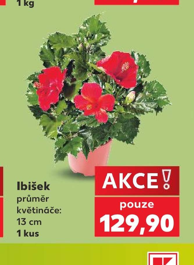 Ibišek 13 cm 1 kus