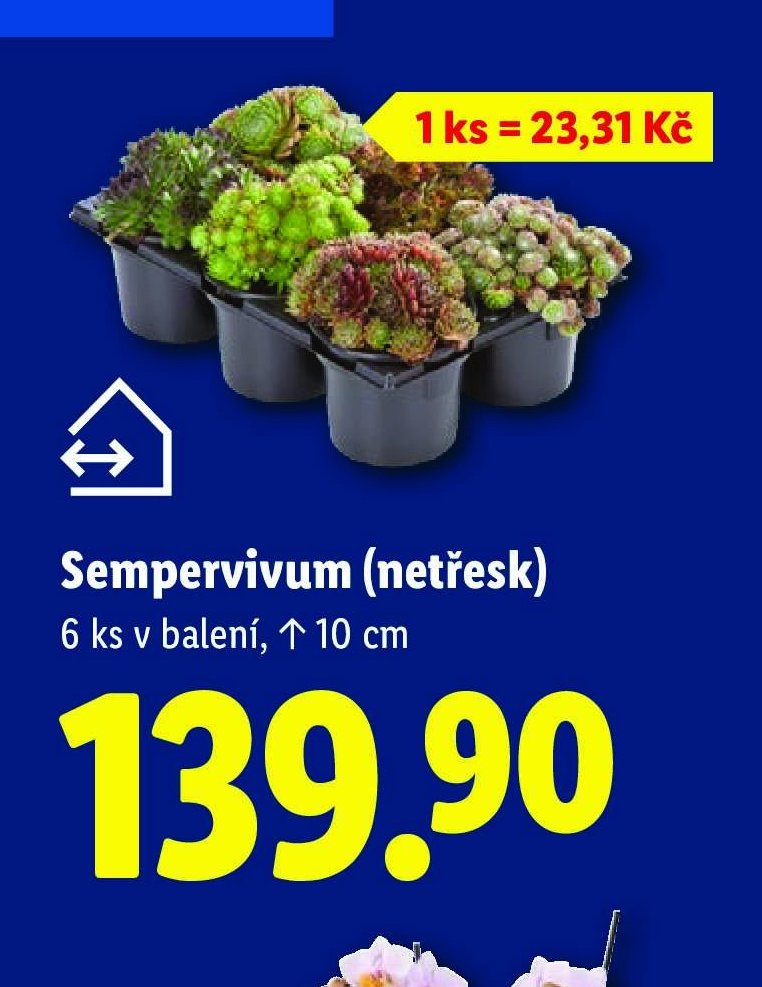 Sempervivum (netřesk)