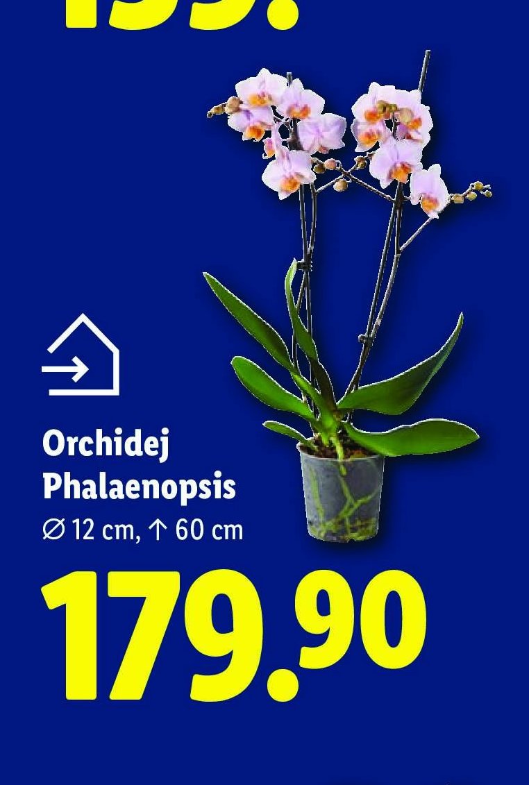 Orchidej Phalaenopsis