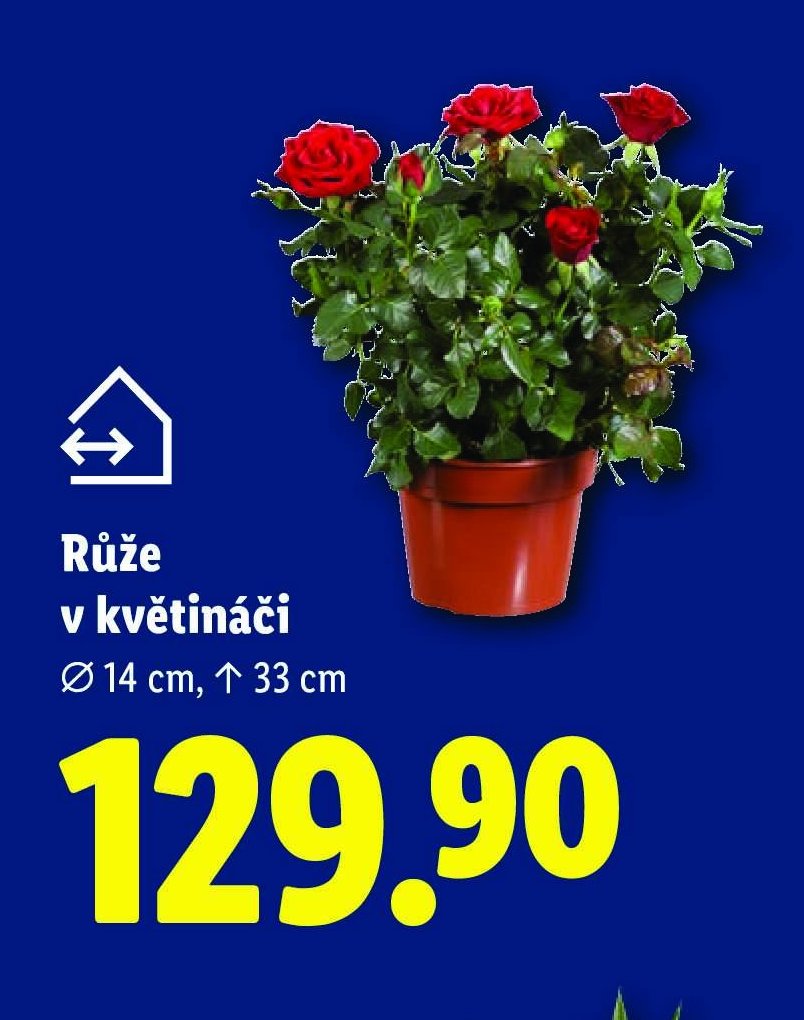Růže v květináči