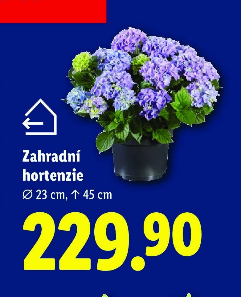 Zahradní hortenzie
