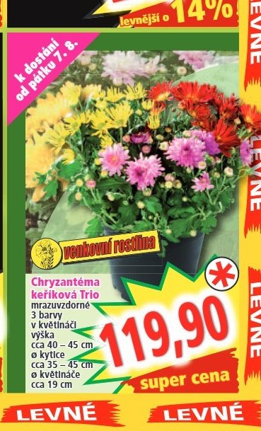 Chryzantéma keříková Trio