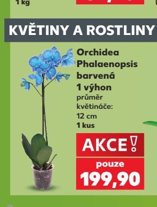 Orchidea Phalaenopsis barvená