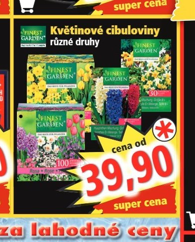 Květinové cibuloviny