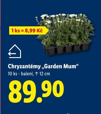 Chryzantémy „Garden Mum“