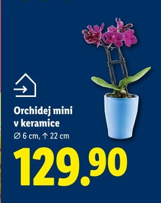 Orchidej mini v keramice