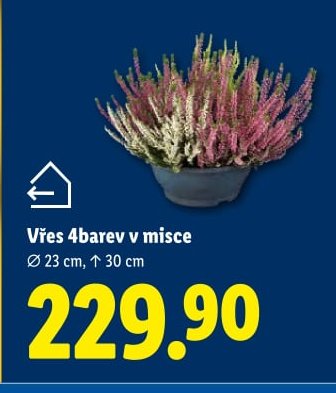 Vřes 4barev v misce