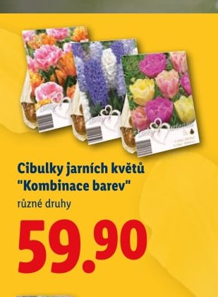 Cibulky jarních květů 