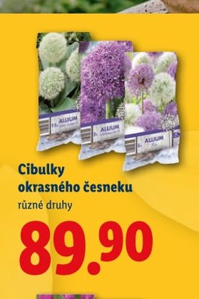 Cibulky okrasného česneku