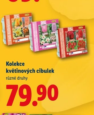 Kolekce květinových cibulek