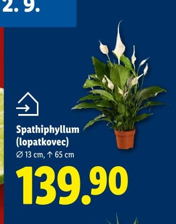 Spathiphyllum (lopatkovec)