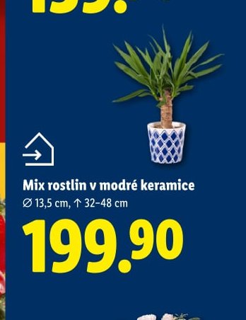 Mix rostlin v modré keramice