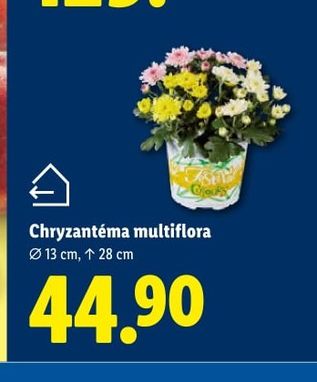 Chryzantéma multiflora