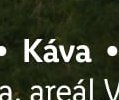Káva