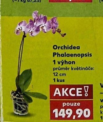 Orchidea Phalaenopsis