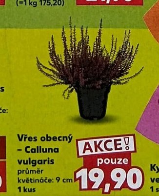 Vřes obecný