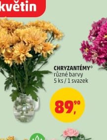 CHRYZANTÉMY