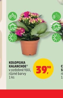 KOLOPEJKA KALANCHOE
