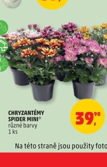 CHRYZANTÉMY SPIDER MINI