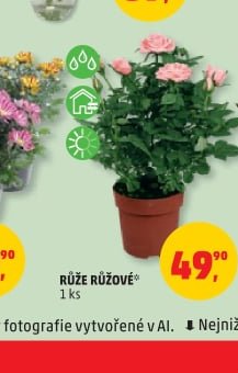 RŮŽE RŮŽOVÉ