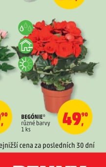 BEGÓNIE