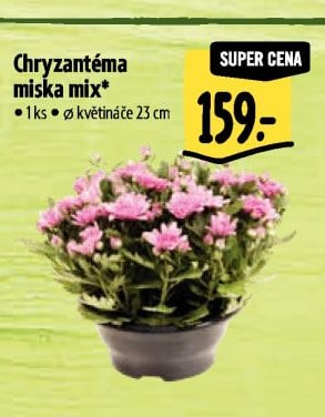 Chryzantéma miska mix*