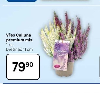 Vřes Calluna premium mix
