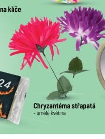 Chryzantéma střapatá