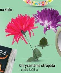 Chryzantéma střapatá