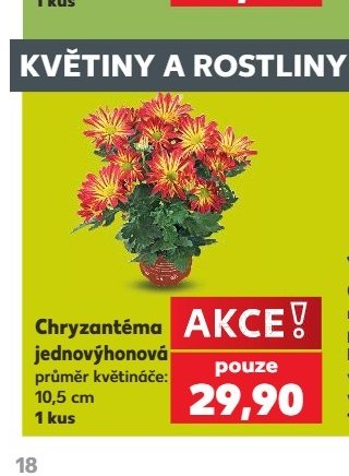 Chryzantéma jednovýhonová