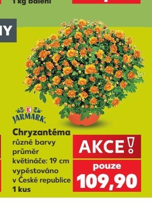 Chryzantéma různé barvy